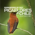 Picaflores de Chile