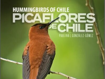 Picaflores de Chile