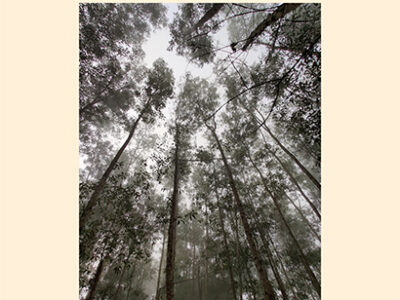 Arauco