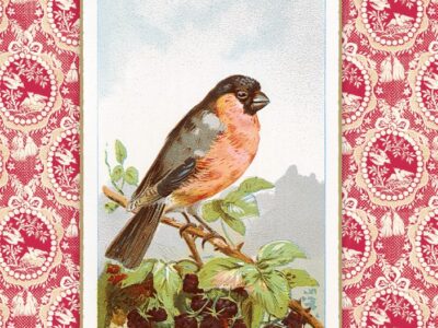 El pequeño libro de las aves