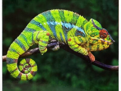 Los animales de la selva